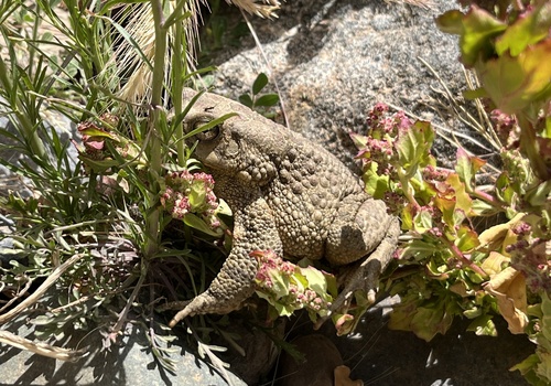 Mauritanian Toad