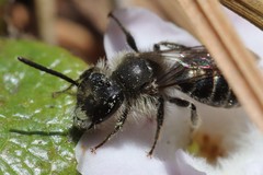 Andrena bradleyi