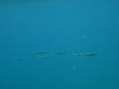 Hemiramphus brasiliensis