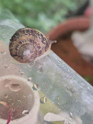 Cornu aspersum
