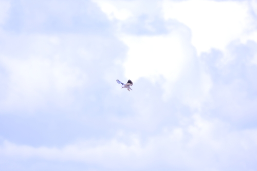 Black-winged Kite
