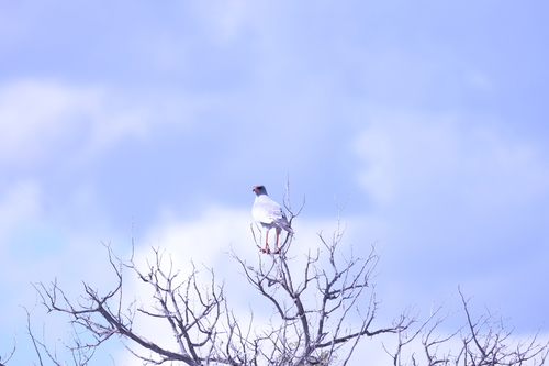 Pale Chanting-Goshawk
