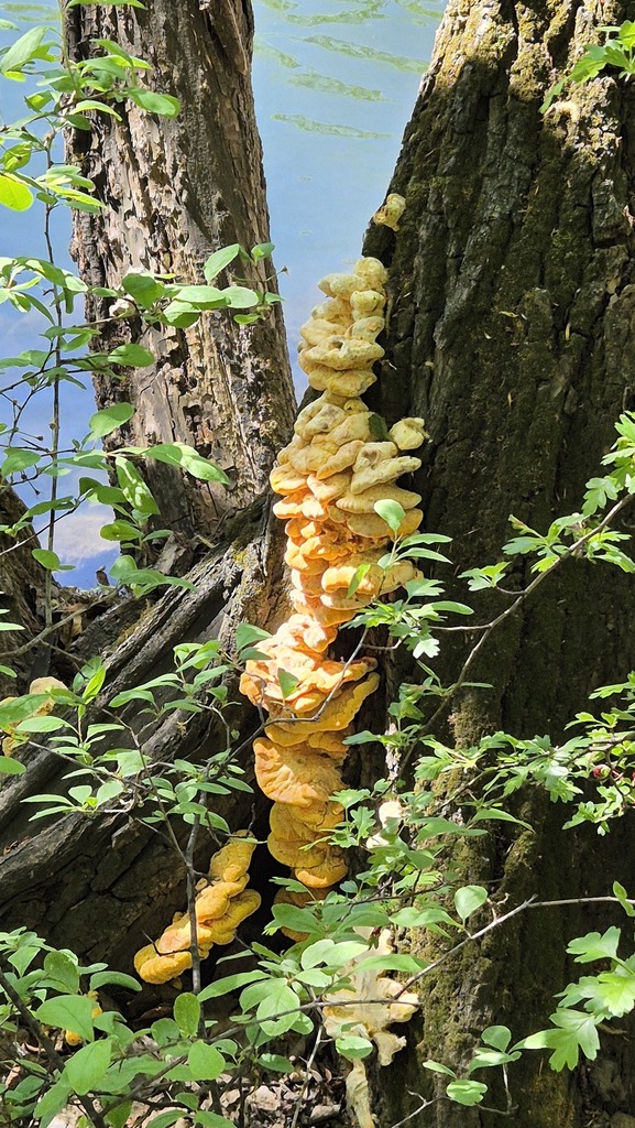 Laetiporus sulphureus · April 2026 · photo: © silkseeker (iNaturalist, cc-by)