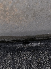 Pycnoscelus surinamensis