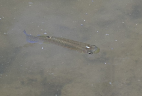 Kirchmayer's panchax (Aplocheilus kirchmayeri) — Aplocheilidae — 2
