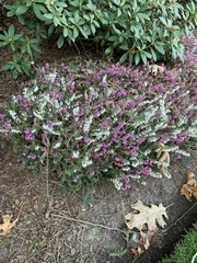 Ericeae