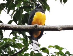 Trogon melanocephalus