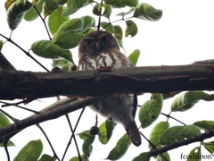 Glaucidium brasilianum
