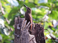 Dendrocolaptes sanctithomae