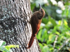 Dendrocolaptes sanctithomae