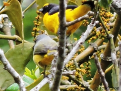 Euphonia affinis