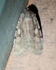 Lacinipolia olivacea