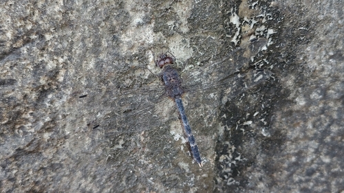 Granite Ghost