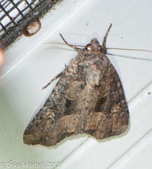 Mesapamea fractilinea