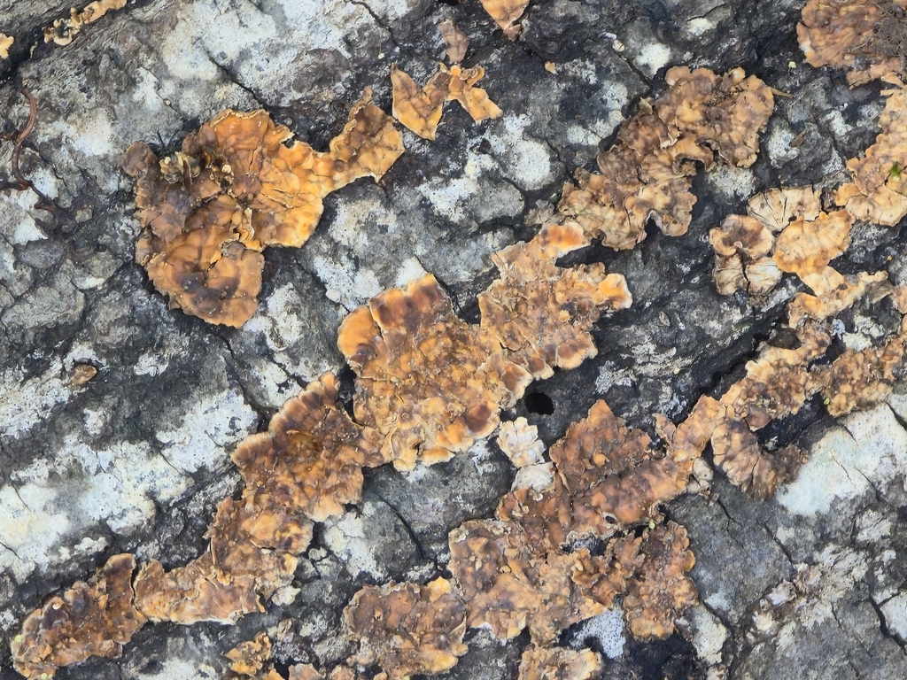 Stereum complicatum · April 2026 · photo: © cvharris (iNaturalist, cc0)