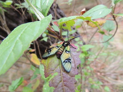 Chrysocale