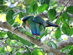 Aulacorhynchus prasinus