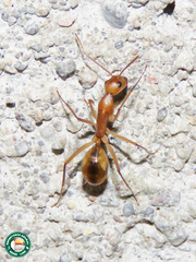 Camponotus hova