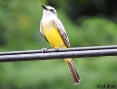 Tyrannus melancholicus