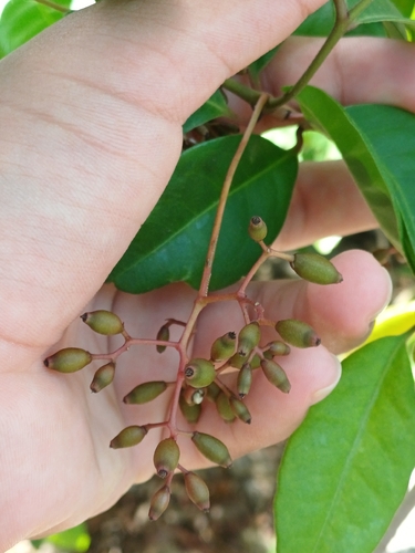 Foto de Neea psychotrioides