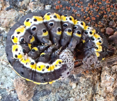 Sympistis perscripta