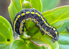 Sympistis perscripta