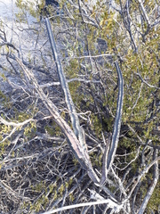 Peniocereus greggii greggii