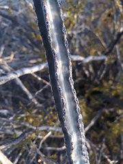 Peniocereus greggii greggii