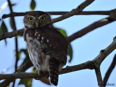Glaucidium brasilianum