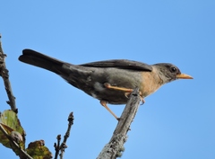 Turdus rufitorques