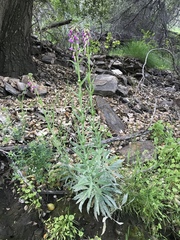 Boechera californica