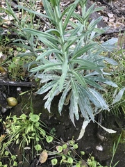 Boechera californica