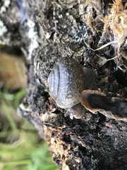 Helminthoglypta arrosa