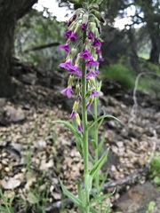 Boechera californica