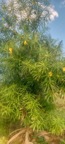 Be-still tree