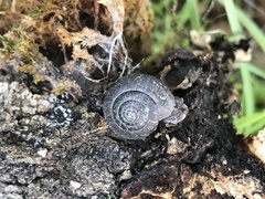 Helminthoglypta arrosa