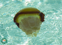 Crambionella orsini