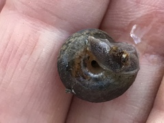 Helminthoglypta arrosa