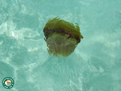 Crambionella orsini