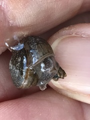 Helminthoglypta arrosa