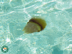 Crambionella orsini