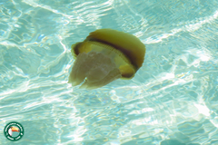 Crambionella orsini