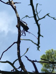 Acanthocephala thomasi