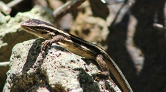 Liolaemus schroederi