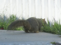 Sciurus niger