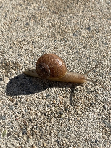 Cornu aspersum