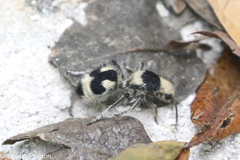 Dasymutilla arachnoides