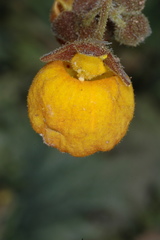 Calceolaria filicaulis luxurians