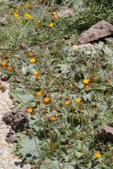 Calceolaria filicaulis luxurians