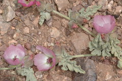 Sphaeralcea philippiana